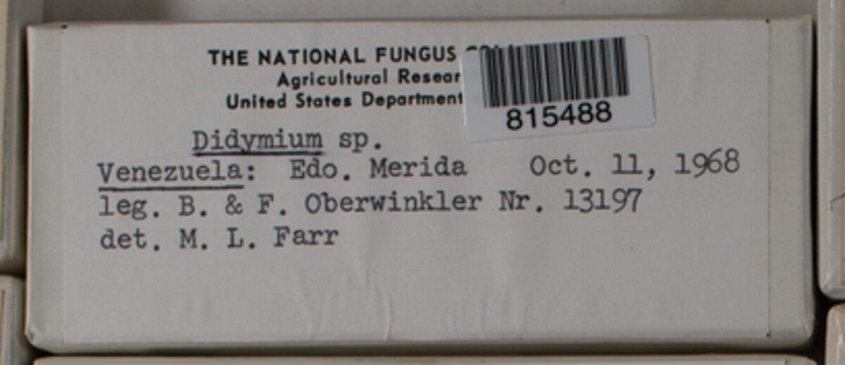 Didymiaceae image